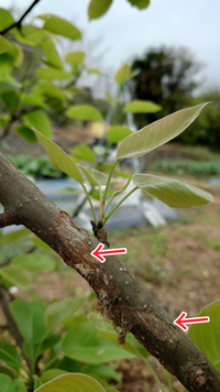 梨 豊水 の木の幹や枝の樹皮が剥がれてきました 写真のような状 Yahoo 知恵袋