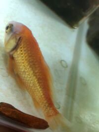 至急お願いします 写真見にくくてすみません この金魚の背中 頭 Yahoo 知恵袋