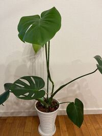 今あるモンステラの葉を増やしたいのですが 葉が出てきそうな膨らみがありま Yahoo 知恵袋