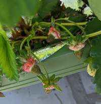 花が咲かないイチゴはどうしたらよいでしょうか ベランダ Yahoo 知恵袋