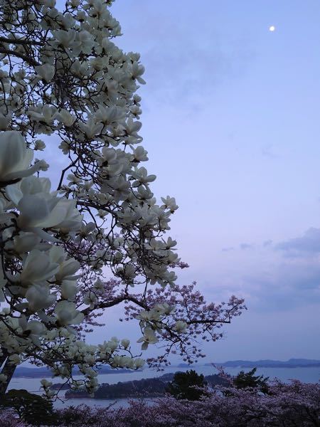 芍薬という花の切花栽培をする農家をしております 芍薬は海外でも Yahoo 知恵袋