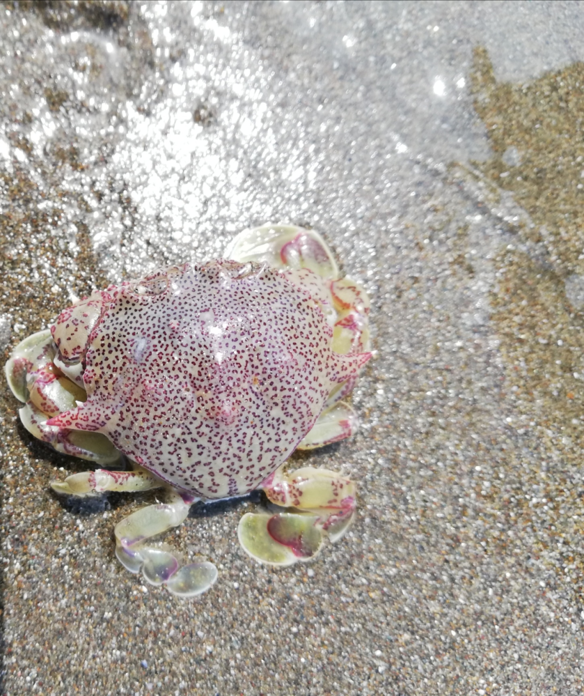 茨城県の砂浜にいました 食べられるカニでしょうか キンセンガニです Yahoo 知恵袋