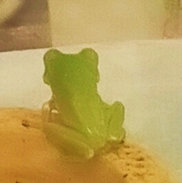 イエアメガエルベビーの餌について 約2cmのイエアメガエルを今日から飼育す Yahoo 知恵袋