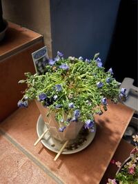 ネモフィラです 花も咲き終わりました 零れ種で来年も咲いてくれれ Yahoo 知恵袋