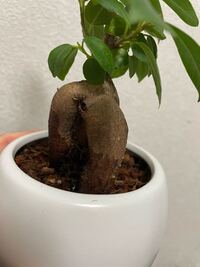2月頃から育て始めたガジュマルですが 水のやりすぎなのか 虫食いなのか原 Yahoo 知恵袋
