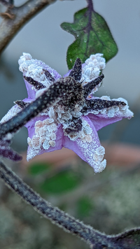 害虫の画像あり この白い害虫の名前を教えてください 茄子の花や茎について Yahoo 知恵袋