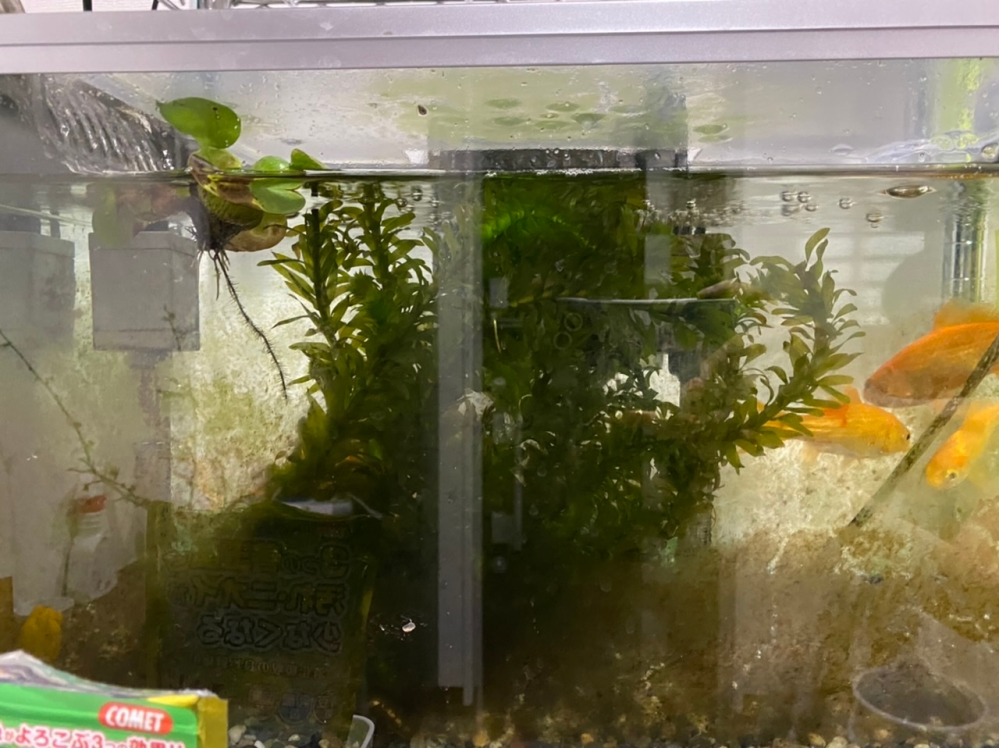 水草を入れたのですが 入れすぎですか Yahoo 知恵袋