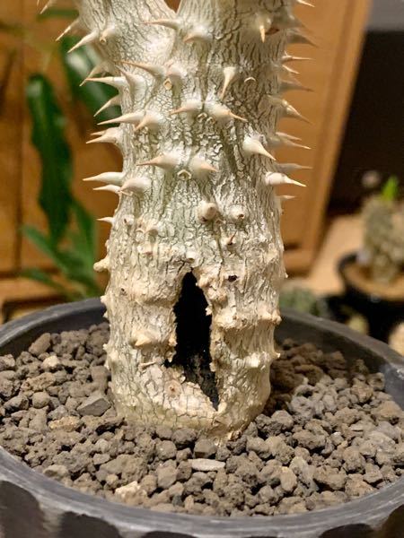 2年程管理している実生のパキポディウム伊藤ハイブリッドに異変が 2年程管理している実生のパキポディウム伊藤ハイブリッドに異変が