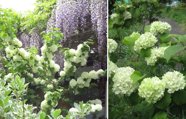 紫陽花のように見えますが違います これはなんという花でしょうか 花の直径 Yahoo 知恵袋