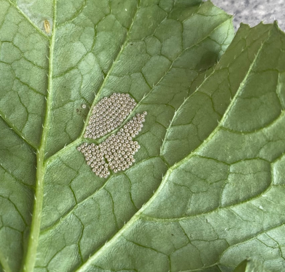 大根の葉っぱに大量の卵がありました これは どんな虫の卵でしょうか 数が Yahoo 知恵袋