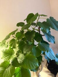 ウンベラータ剪定方法について 今日ウンベラータをお迎えしたのですか Yahoo 知恵袋