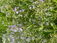 河川敷のクレソンのそばに生えていました なんの花かわかりますか オ Yahoo 知恵袋