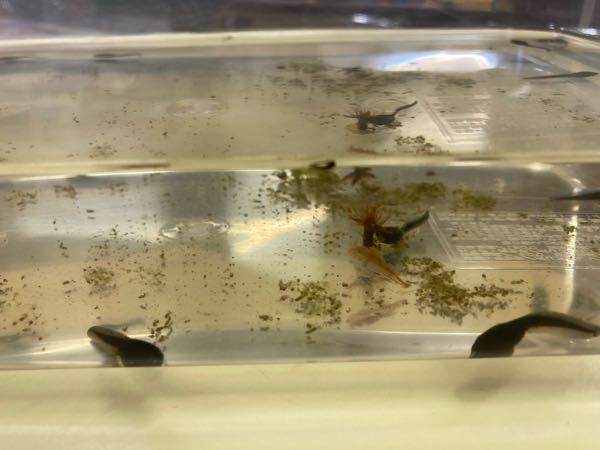 川でとったオタマジャクシの水の水槽に小さな変な虫がいます これ Yahoo 知恵袋