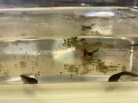 川でとったオタマジャクシの水の水槽に小さな変な虫がいます これ Yahoo 知恵袋
