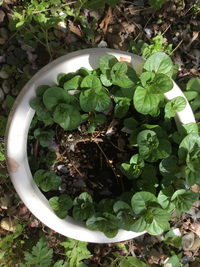 画像のハーブの名前が分かりません とても良い香りがします ど Yahoo 知恵袋