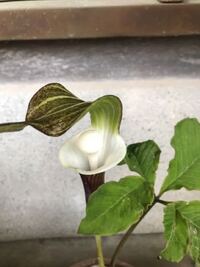 ユキモチソウってどれくらい花がもちますか これは栽培条件によっても Yahoo 知恵袋