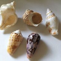 これらの貝の種類を教えてください 上段中央はチョウセンサザエ 左右 Yahoo 知恵袋