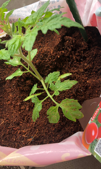 先週日曜にミニトマトの苗を植えました。
今日、このような黒い斑点がありました。これは病気でしょうか？
また、植えたばかりなのですが、黒い斑点がある部分を切るなどした方が良いでしょうか？ 新しく植え替えた方が良いのかな、などとも思っています。

お詳しい方、アドバイスをよろしくお願いします。