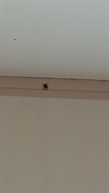 至急 小さい蜘蛛が家に出ました。 少し小さくて黒いです。 害はありますか？ あるならすぐに倒した方がいいですよね