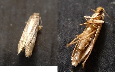 最近写真のような虫が部屋の中を飛び始めました体長は約7mmですこの虫が何 Yahoo 知恵袋