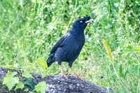 貼付した黒い鳥の名前を教えてください よろしくお願いいたします ム Yahoo 知恵袋