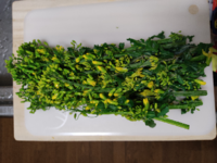 この野菜の名前を教えてください 菜花ですねー U Yahoo 知恵袋