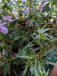 インパチェンスの花が咲きません 咲かない というよりつぼみすらつかないのです Yahoo 知恵袋