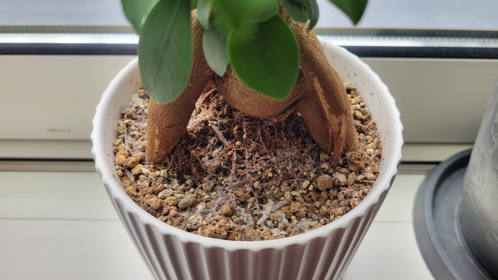 植え替えした観葉植物の土の上に白くふわふわしたようなものがあり Yahoo 知恵袋