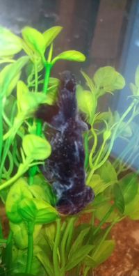 数日前から金魚の表面が白く覆われ白い斑点がついてます飼育してる黒の出目金 Yahoo 知恵袋