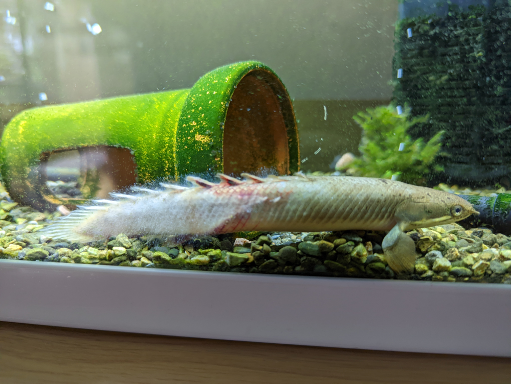 このポリプテルスセネガルスを助ける方法を教えてください プレコにいじめ Yahoo 知恵袋