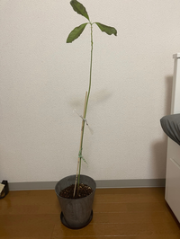 アボカドが枯れそう1年ほど前に植えたアボカドがひょろひょろのカ Yahoo 知恵袋