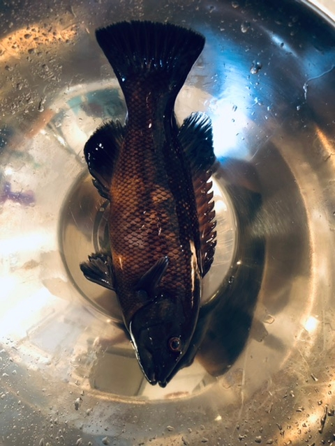 船釣りで釣ったこの魚の種類が分かりません 何という魚か分かる方 Yahoo 知恵袋