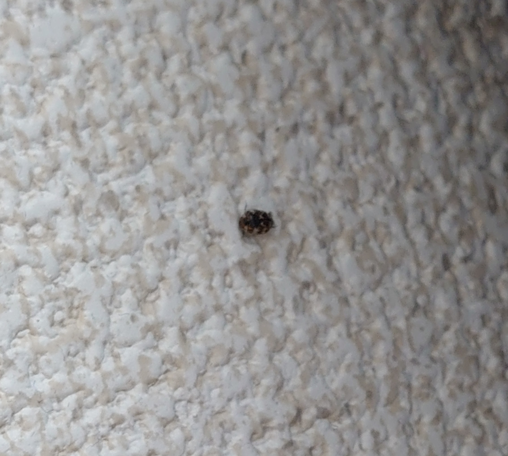 画像の虫の名前を教えてください画質悪くて申し訳ないですが Yahoo 知恵袋