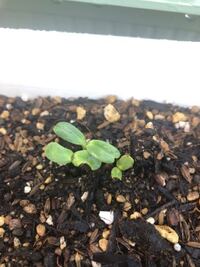 ひまわりの芽が食べられました 初めてのガーデニング 初め Yahoo 知恵袋