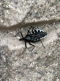 虫の名前を教えて下さい さきほどジューンベリーに見たこ Yahoo 知恵袋