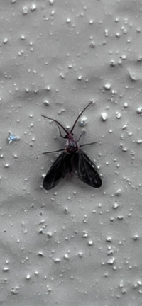 ベランダに写真のような黒い虫 5mmぐらいが大量発生しています Yahoo 知恵袋