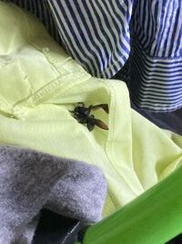 これはハチですか ゴキジェットをかけましたが 部屋の中で見失いま Yahoo 知恵袋
