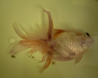 金魚の口が切れていましたどうすればいいでしょうか 1週間薬浴させ Yahoo 知恵袋