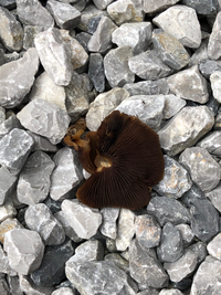 キノコに詳しい方お願いします 防草シートを敷いた砂利の上からキ Yahoo 知恵袋