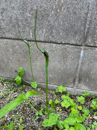 庭に生えてきたこの植物の名前は何でしょう 雑草でしょうか タチアオイは種 Yahoo 知恵袋