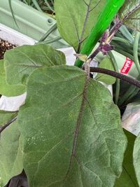 初めてナスを育ててます この白い粉 っぽいのは何ですか うどん Yahoo 知恵袋