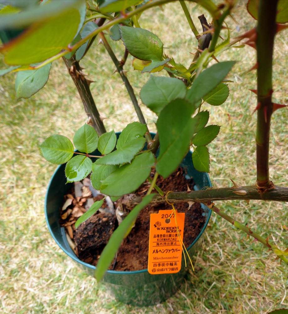 先日 ホームセンターのセールでバラ苗が出ていたので地植え予定で Yahoo 知恵袋