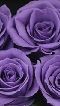 現実でこんな感じの色味の紫のバラって存在しないですよね ないで Yahoo 知恵袋