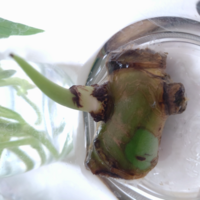 モンステラの茎伏せ 水挿し 切った茎をふたつ水に入れたのですが 片 Yahoo 知恵袋