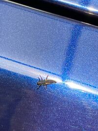 紅葉の木にいっぱい害虫がわいてしまいました この虫は何か教えてください Yahoo 知恵袋