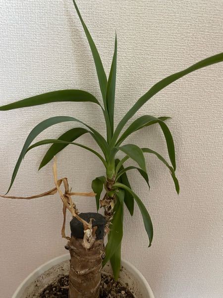 ユッカの新芽が出てきました。このあとはどうしたらいいのでしょう