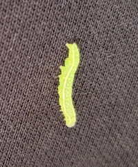 なんの幼虫でしょうか ２センチくらいの細くて小さい青虫です ヨトウ Yahoo 知恵袋