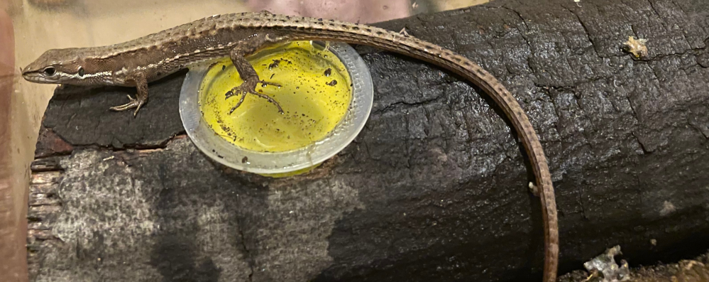 このカナヘビはオスでしょうか メスでしょうか また このカナヘ Yahoo 知恵袋