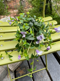 この花の名前が分かる方教えてくださいーー かな に似てる とかで Yahoo 知恵袋