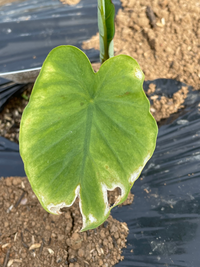 里芋の葉が枯れている 写真の様に葉が変色して周りから枯れかかっ Yahoo 知恵袋